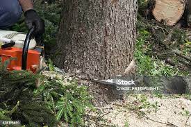 Best Hazardous Tree Removal  in Emerald Bay, TX