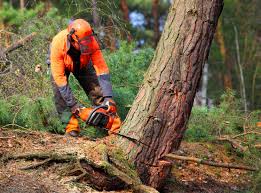 Best Lawn Pest Prevention  in Emerald Bay, TX