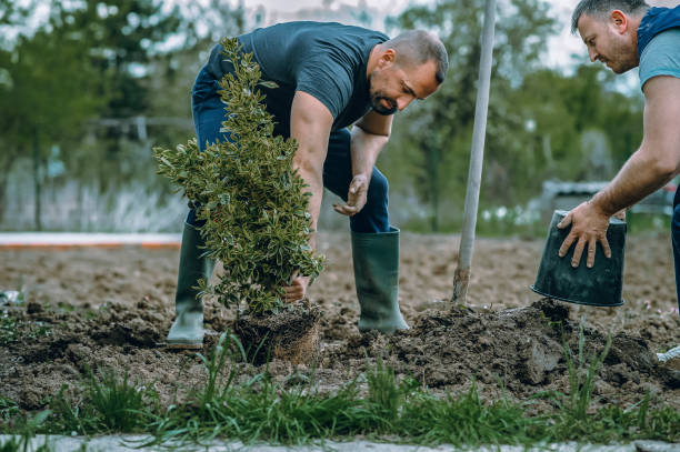 Trusted Emerald Bay, TX Tree Services Experts