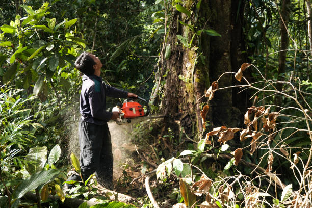 Tree and Shrub Care in Emerald Bay, TX