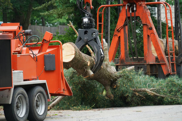 How Our Tree Care Process Works  in  Emerald Bay, TX