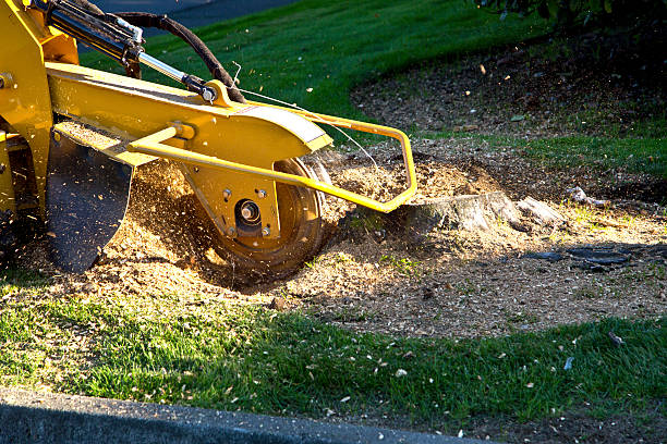 Best Fruit Tree Pruning  in Emerald Bay, TX