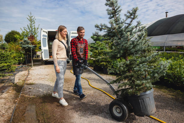 Reliable Emerald Bay, TX Tree Services Solutions