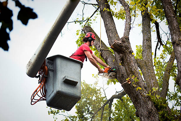 Best Tree Maintenance Programs  in Emerald Bay, TX