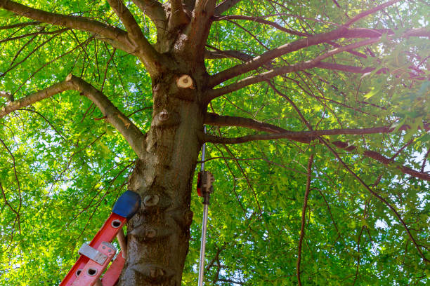 Best Tree Mulching  in Emerald Bay, TX